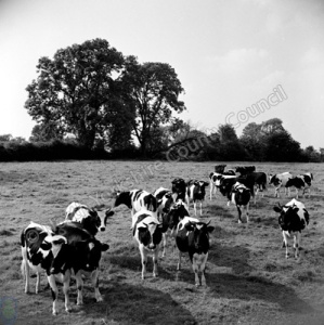 Manor Farm Herd, Farnham